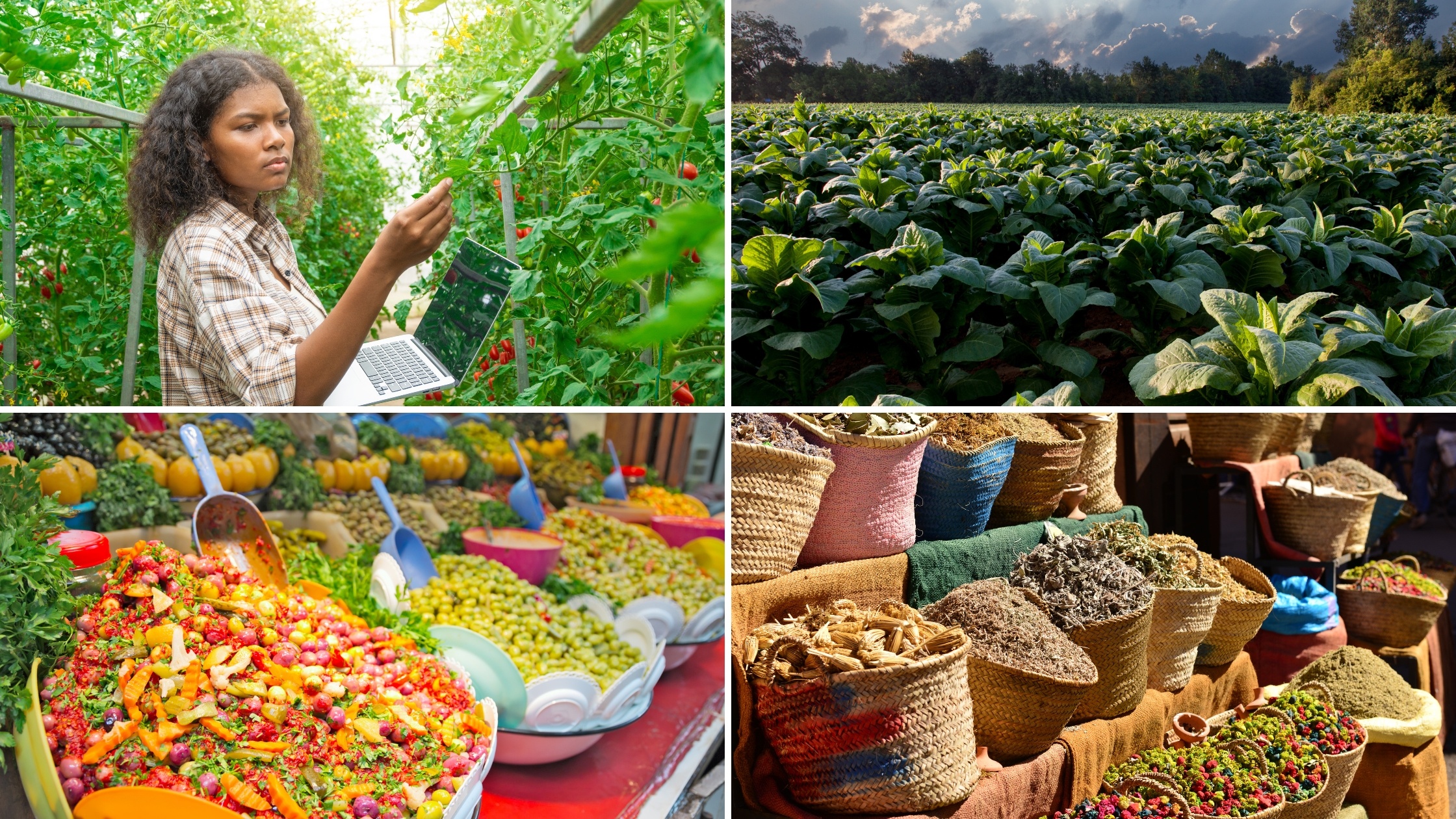 <h3 class="elementor-icon-box-title"><strong>Conseil de gestion</strong><br><strong>d&rsquo;exploitation agricole</strong></h3>